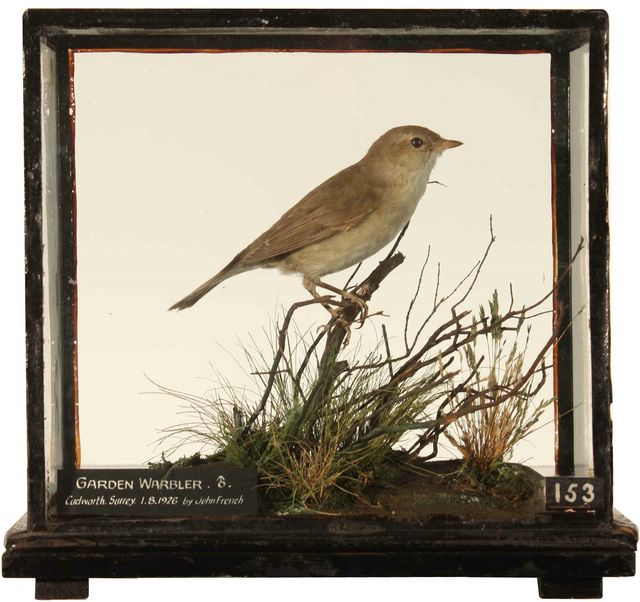 Garden Warbler[1] [640x480].JPG